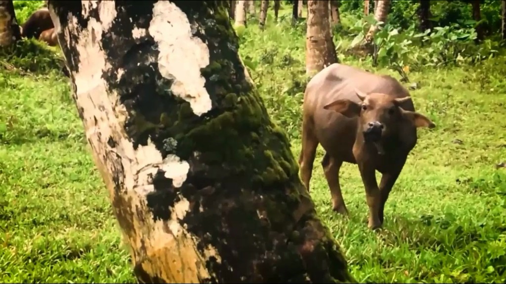 Teen girls Buffalo